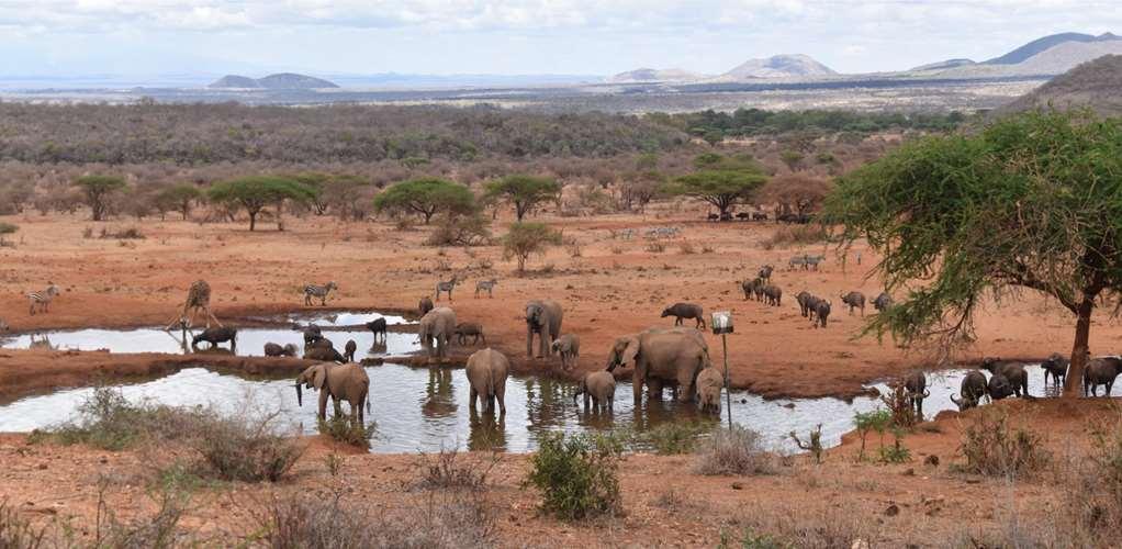 Kilaguni Serena Safari Lodge Tsavo Instalações foto